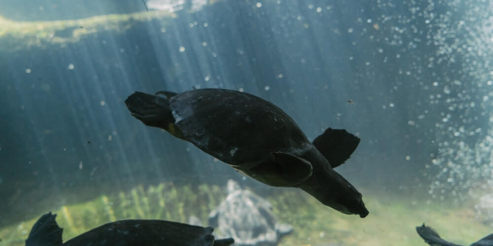 Dechlorinate Tap Water for Turtles